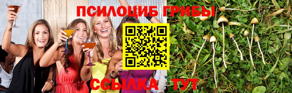 Галлюциногенные грибы Psilocybine cubensis Чита